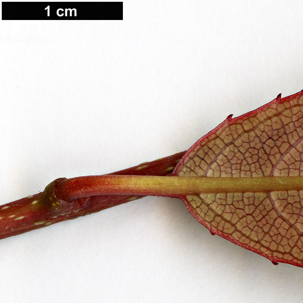 High resolution image: Family: Actinidiaceae - Genus: Actinidia - Taxon: rubricaulis - SpeciesSub: var. coriacea